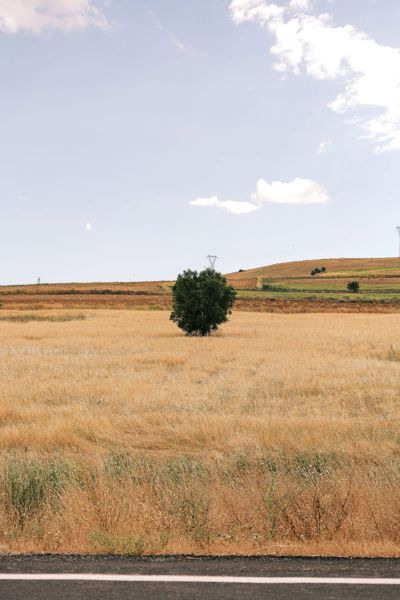 Bayat'de 4.200 m² Tarla — Ana Yola Yakın