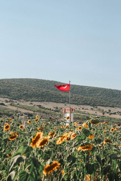Bayat'de 4.200 m² Tarla — Ana Yola Yakın